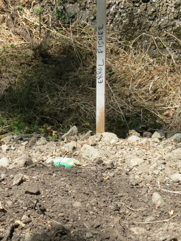 Errol Fisher plot staked June, 2026