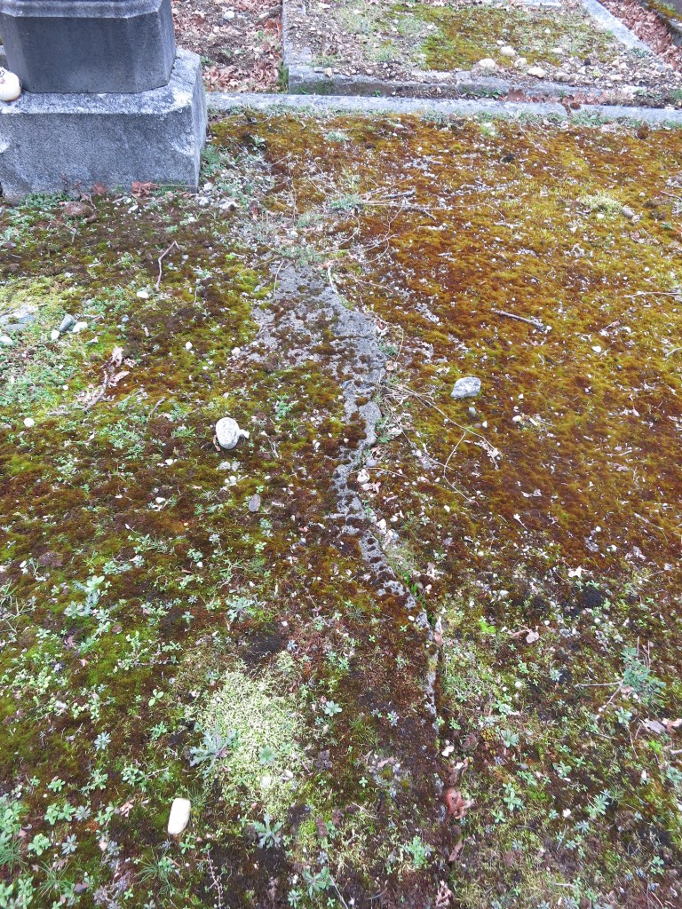 Oppenheimer Plot before landscaping
