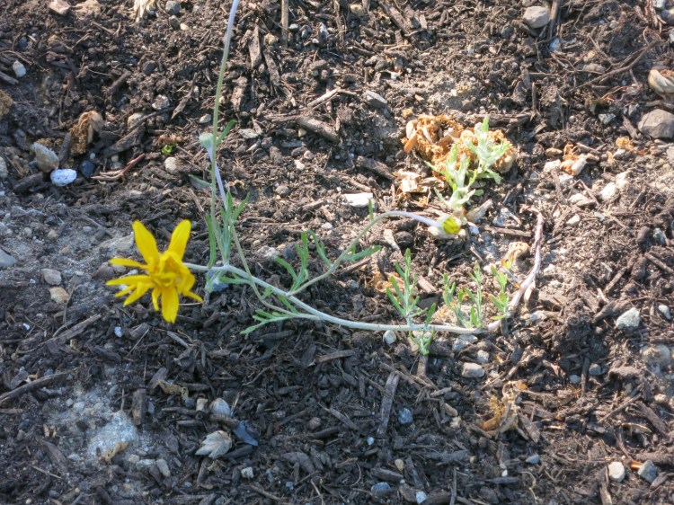 Lewis plot begins to flower May 21, 2026, native plants