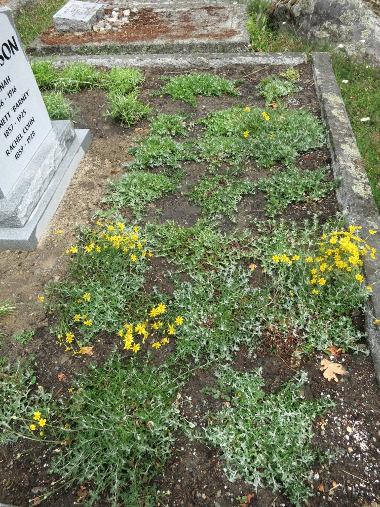 detail of Aaronson triple wide plants July 10, 2026