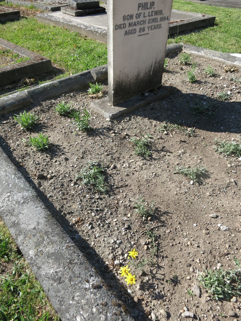 Landscaping Lewis plot May 21, 2026