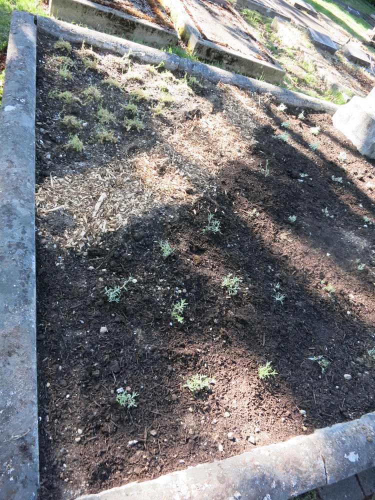 planting complete Oppenheimer Apr 28, 2026